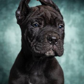 Cane Corso stenad