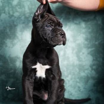 Cane Corso stenad