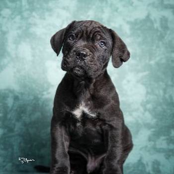 Cane Corso stenad