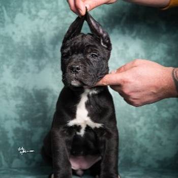 Cane Corso stenad