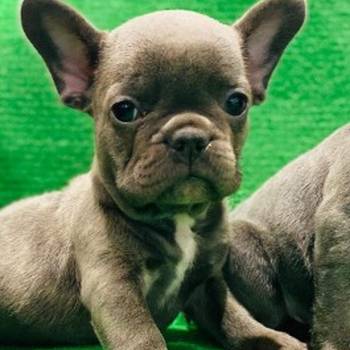 Francuski buldog štenci egzotične plave boje