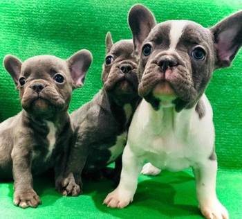 Francuski buldog štenci egzotične plave boje