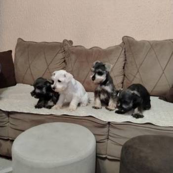 Patuljasti snaucer biber so