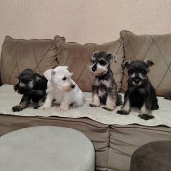 Patuljasti snaucer biber so