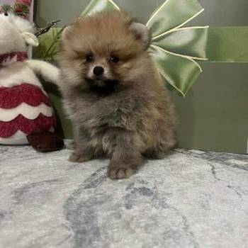 Pomeranac, štenci vrhunskog kvaliteta