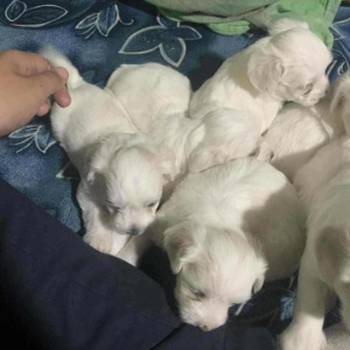 Stenci Maltezera za prodaju od sitnijih roditelja