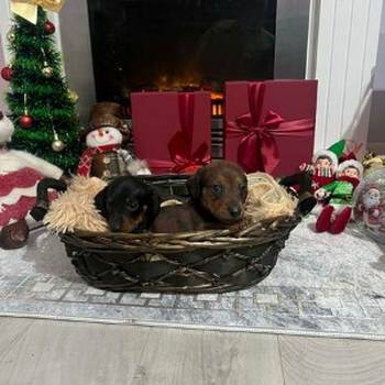 Mini kratkodlaki jazavičari, štenci