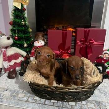 Mini kratkodlaki jazavičari, štenci