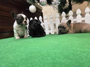 Štenci francuskog buldoga