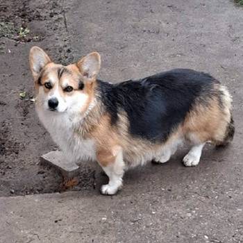 Velški Korgi, star 18 meseci