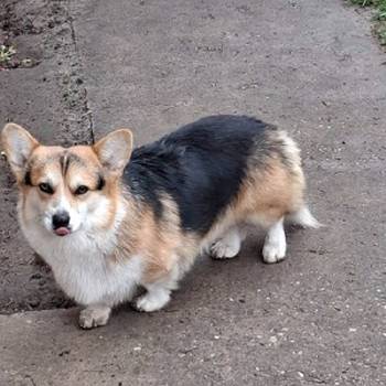 Velški Korgi, star 18 meseci