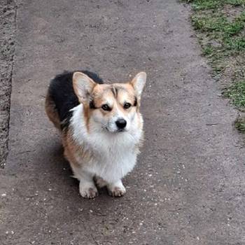 Velški Korgi, star 18 meseci