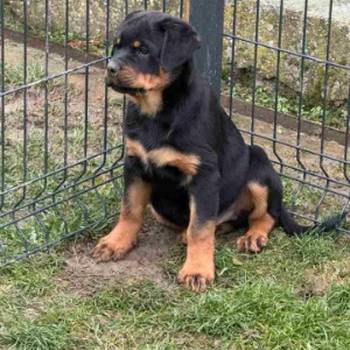 Na prodaju štenad Rottweilera vrhunskog porekla
