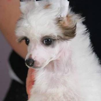 Kineski ćubasti pas štenci