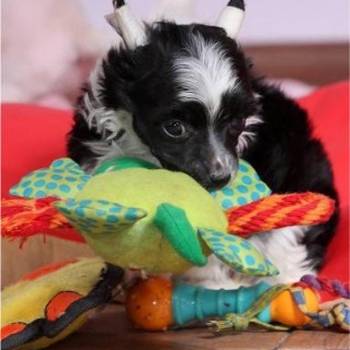 Kineski ćubasti pas štenci