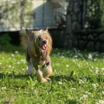 Kineski ćubasti pas štenci