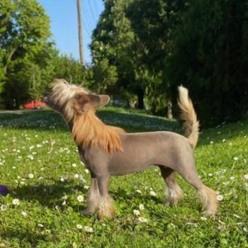 Kineski ćubasti pas štenci