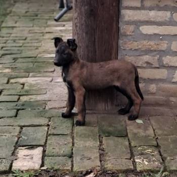 Belgijski ovčar Malinoa