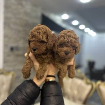 Stenci toy i mini pudle vrhunske genetike