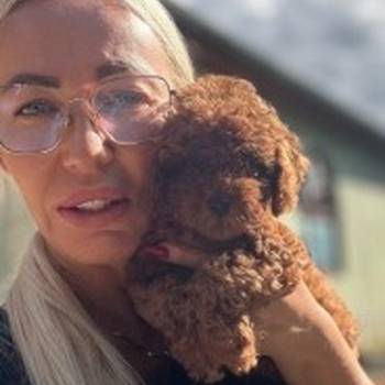 Stenci toy i mini pudle vrhunske genetike