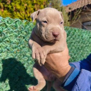 Pit bull štenci red nose lilac merle exotic