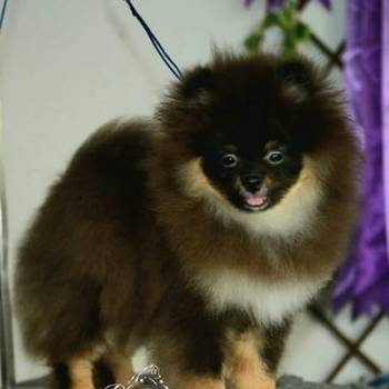 Patuljasti nemački špic – pomeranac, štenci