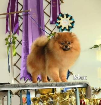 Patuljasti nemački špic – pomeranac, štenci