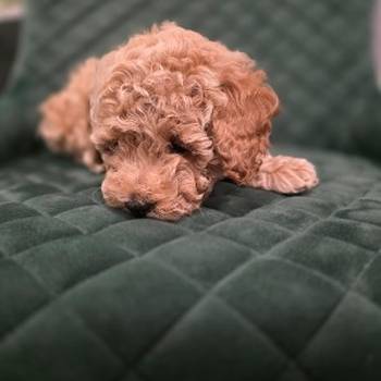 Patuljaste Pudle na prodaju