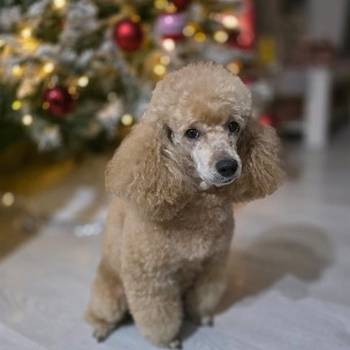 Patuljaste Pudle na prodaju