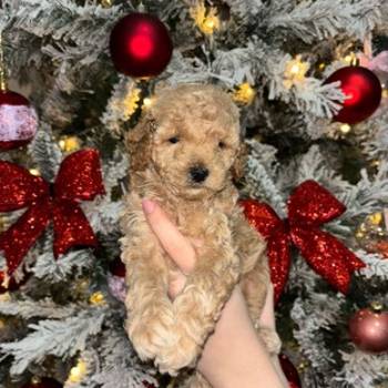 Patuljaste Pudle na prodaju