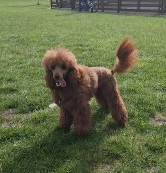 Patuljaste Pudle na prodaju