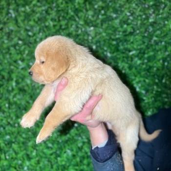 Zlatni retriver stenci