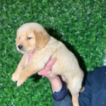 Zlatni retriver stenci