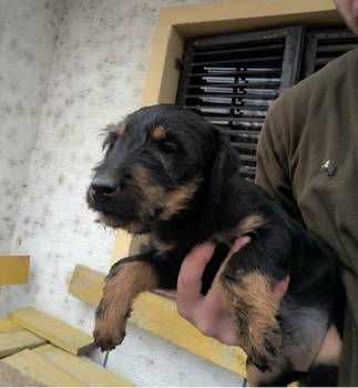 Nemački Lovni terijer