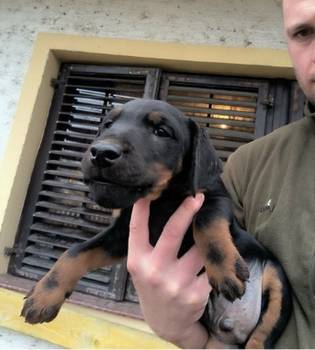 Nemački Lovni terijer