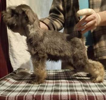 Štenci patuljastih šnaucera vrhunskih krvnih linija