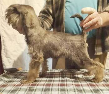 Štenci patuljastih šnaucera vrhunskih krvnih linija