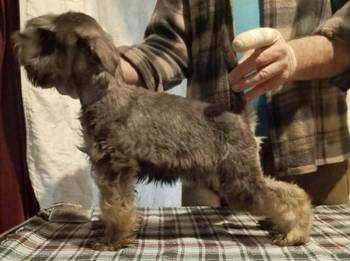 Štenci patuljastih šnaucera vrhunskih krvnih linija