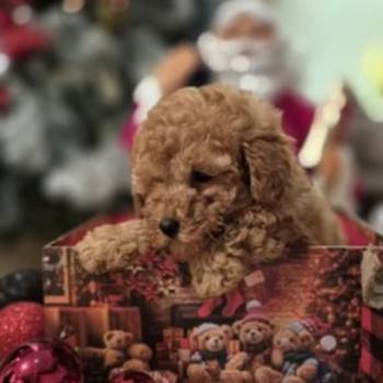 Prelepo štene pudle, ženka