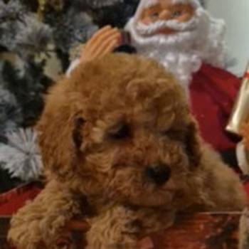 Prelepo štene pudle, ženka