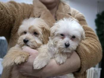 Maltipoo štenci