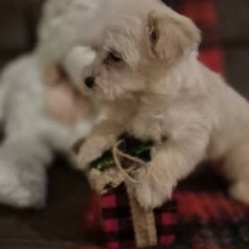 Maltipoo štenci