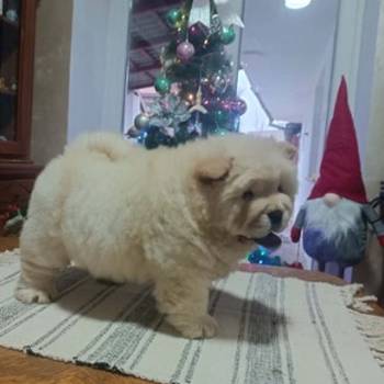 Na prodaju jedna devocica chow chow stara 50 dana