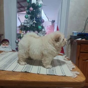 Na prodaju jedna devocica chow chow stara 50 dana