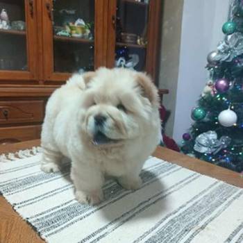 Na prodaju jedna devocica chow chow stara 50 dana