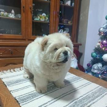Na prodaju jedna devocica chow chow stara 50 dana