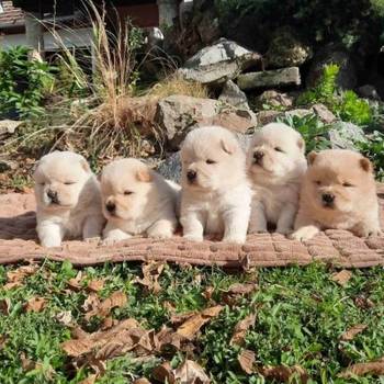 Chow chow -cau cau stenci