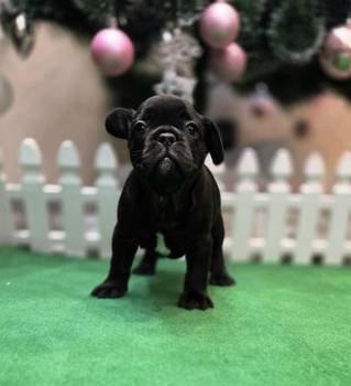 Štenci francuskog buldoga