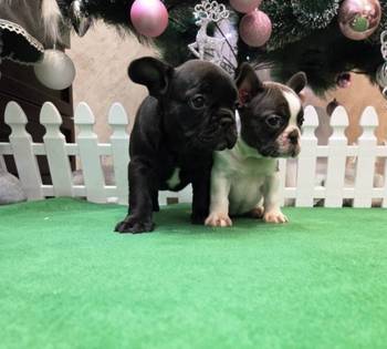 Štenci francuskog buldoga