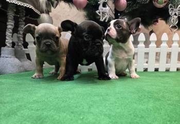 Štenci francuskog buldoga